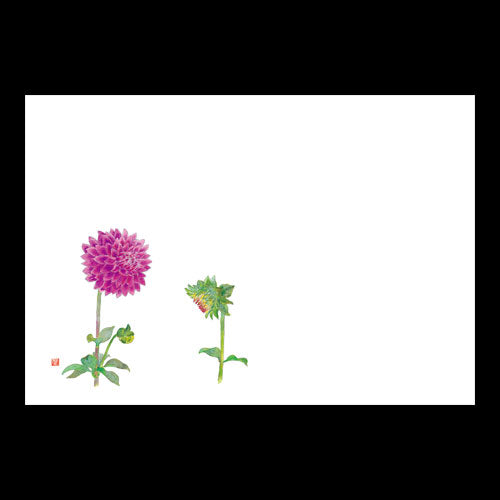 201-10184 38cm上質紙マット ダリア(6~10月)