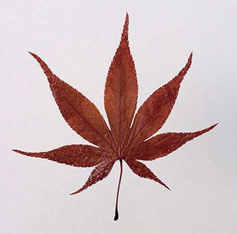 178-10108-02 紅葉の葉(赤)<200枚入>